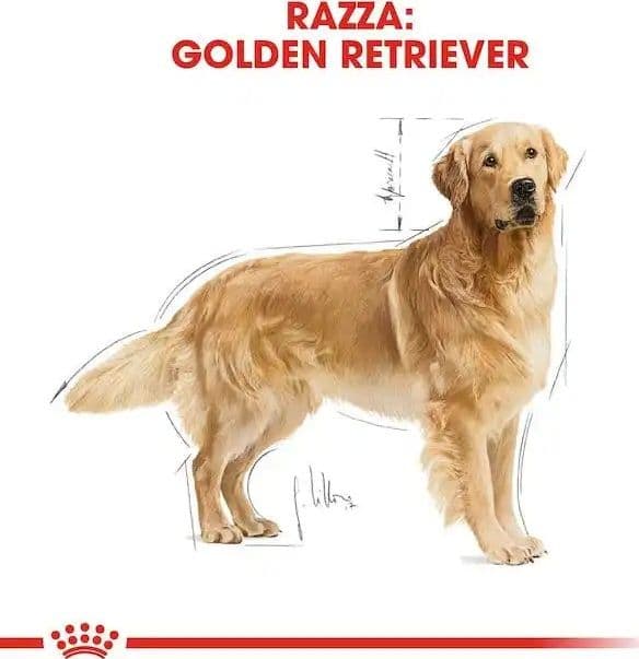 Royal Canin Golden Retriever Adult Croccantini per Cani Adulti in Secco 101 Market - Poggibonsi, commercioVirtuoso.it