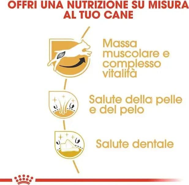 Royal Canin Jack Russell Terrier Adult Croccantini per Cani Adulti in Secco 101 Market - Poggibonsi, commercioVirtuoso.it
