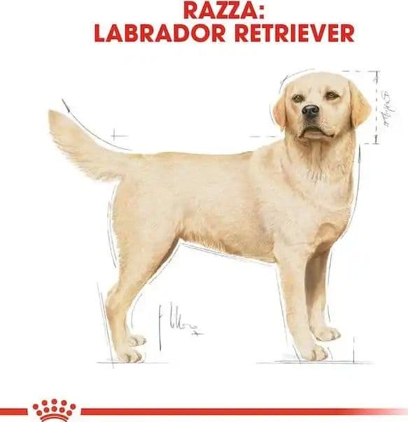 Royal Canin Labrador Retriever Adult Croccantini per Cani Adulti in Secco 101 Market - Poggibonsi, commercioVirtuoso.it
