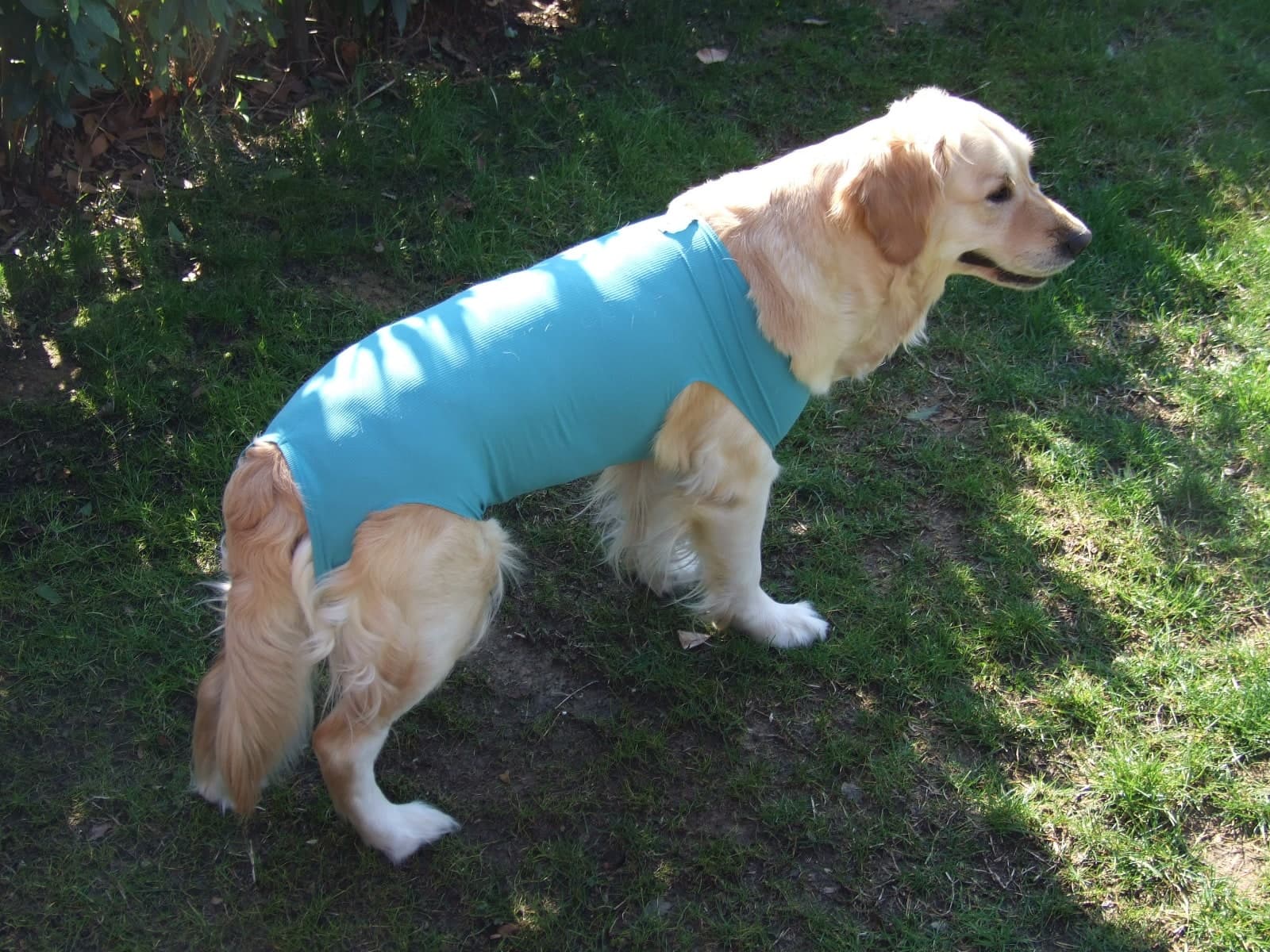 Body Veterinario Post Operatorio per cani in Body post-operatori 101 Market - Poggibonsi, commercioVirtuoso.it