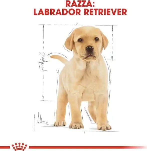Royal Canin Labrador Retriever Puppy Croccantini per Cani Cuccioli in Secco 101 Market - Poggibonsi, commercioVirtuoso.it