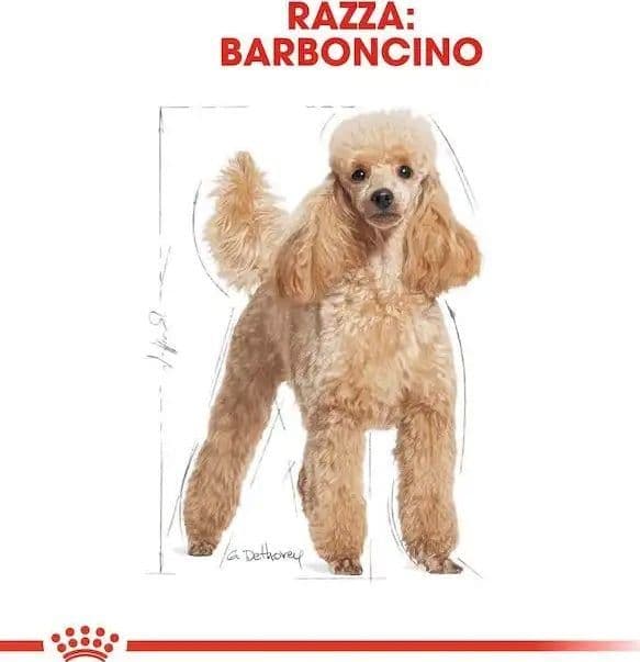 Royal Canin Barboncino Adult Croccantini per Cani Adulti in Secco 101 Market - Poggibonsi, commercioVirtuoso.it