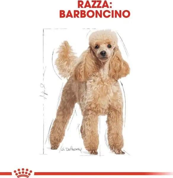 Royal Canin Barboncino Adult Croccantini per Cani Adulti in Secco 101 Market - Poggibonsi, commercioVirtuoso.it
