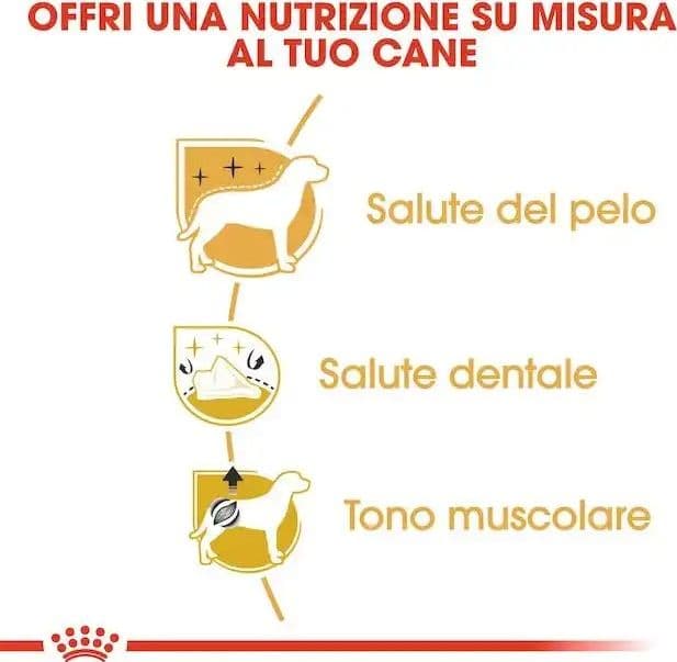 Royal Canin Barboncino Adult Croccantini per Cani Adulti in Secco 101 Market - Poggibonsi, commercioVirtuoso.it