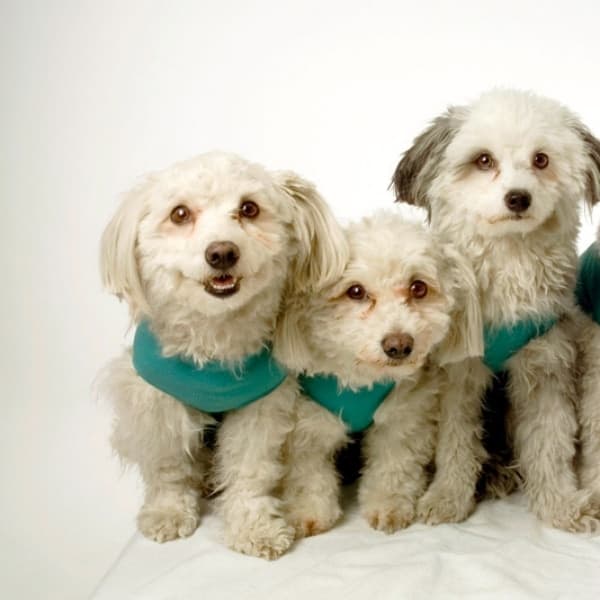 Body Veterinario Post Operatorio per cani in Body post-operatori 101 Market - Poggibonsi, commercioVirtuoso.it