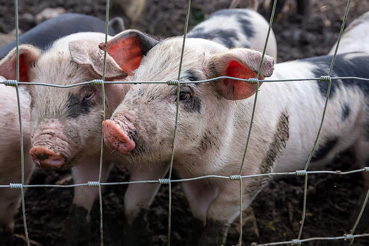 Rete pastorale da 50 mt per allevamenti di pecore in zone boschive, protezione da animali selvatici maglia 12x15 mm in Reti protettive La Zappa - Altamura, commercioVirtuoso.it
