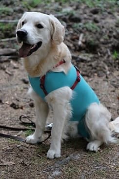 Body Veterinario Post Operatorio per cani in Body post-operatori 101 Market - Poggibonsi, commercioVirtuoso.it