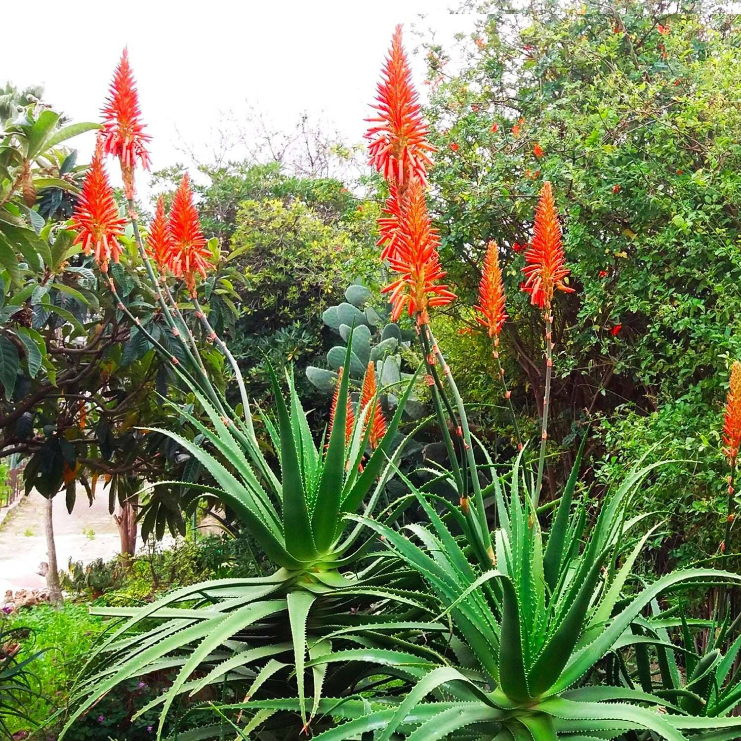 Succo Di Aloe Arborescens Biologico Siciliano 800g 1lt Formula Di Padre Romano Zago Antica Ricetta, Rinforzante Disintossicante in Aloe vera AlBio Sicily - Misilmeri, commercioVirtuoso.it