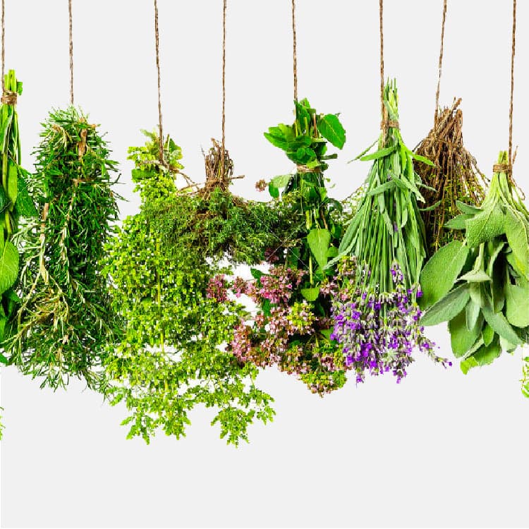 Erbe aromatiche e spezie per la cucina