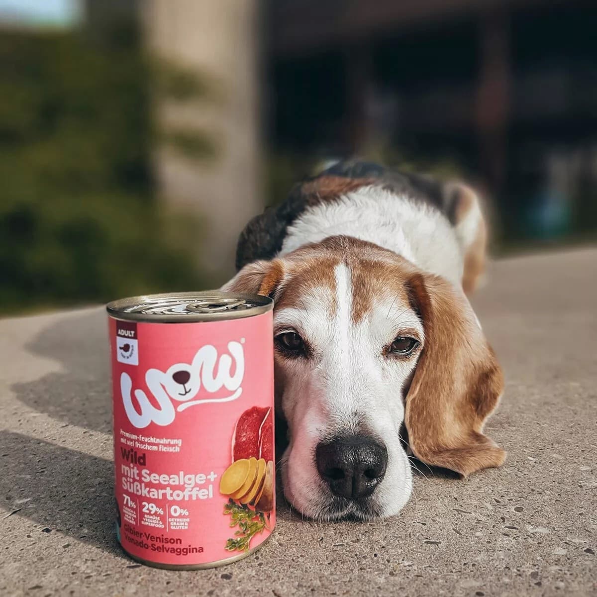 Wow Adult Selvaggina Scatoletta per Cani 400gr in Biscotti bocconcini e snack 101 Market - Poggibonsi, commercioVirtuoso.it