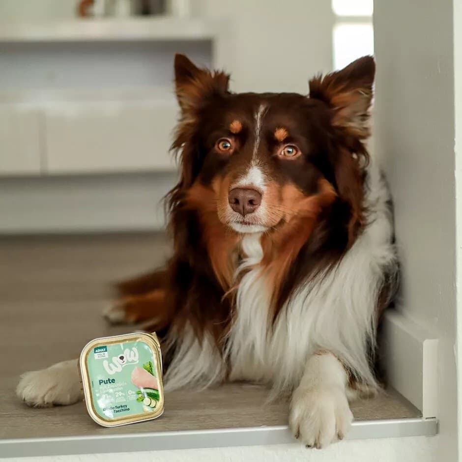 Wow Adult Tacchino Vaschetta per Cani 150gr in Biscotti bocconcini e snack 101 Market - Poggibonsi, commercioVirtuoso.it