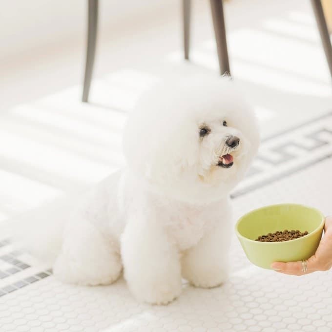 Nature's Protection White Dog grain-free Adult Small breed Aringa 1.5 kg in Secco 101 Market - Poggibonsi, commercioVirtuoso.it