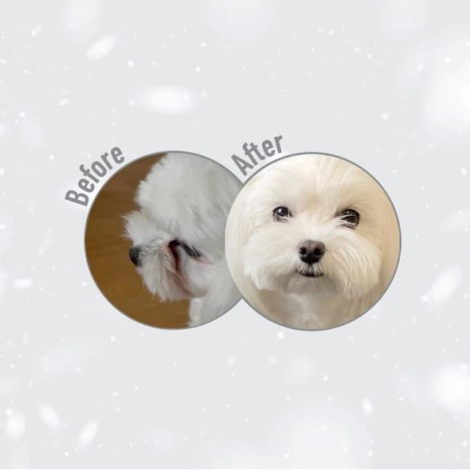 Nature's Protection White Dog grain-free Adult Small breed Aringa 1.5 kg in Secco 101 Market - Poggibonsi, commercioVirtuoso.it