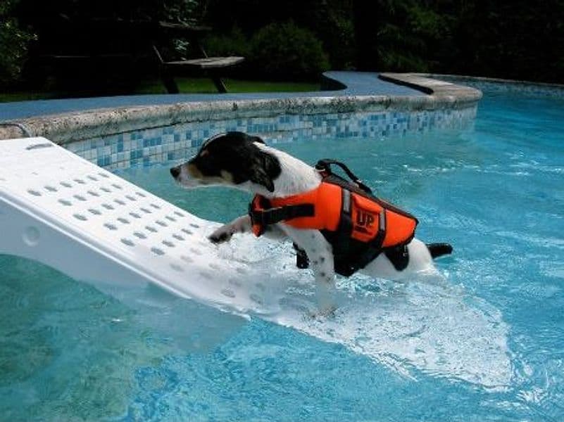 Rampa Risalita per cani da barca o piscina