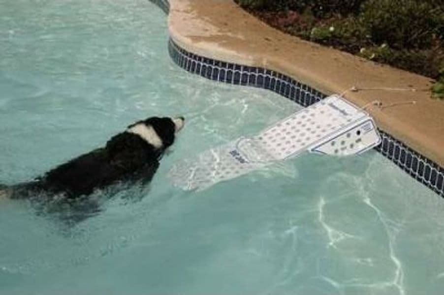 Rampa Risalita per cani da barca o piscina in Rampe 101 Market - Poggibonsi, commercioVirtuoso.it