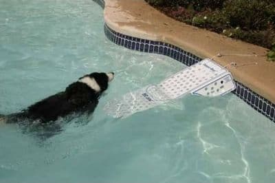 Rampa Risalita per cani da barca o piscina in Rampe 101 Market - Poggibonsi, commercioVirtuoso.it