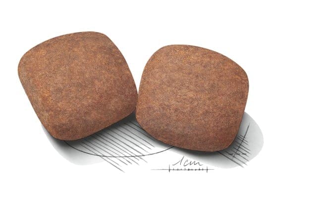 Royal Canin Giant Adult Croccantini per Cani Adulti 4kg in Secco 101 Market - Poggibonsi, commercioVirtuoso.it