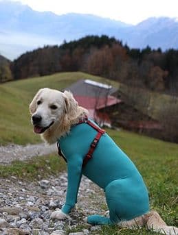 Body Veterinario per Cani con zampe lunghe