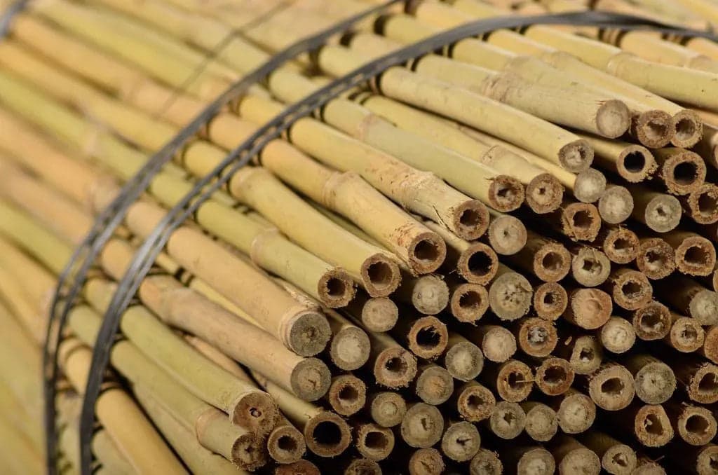Canne Di Bamboo Cinesi in Stecche per piante Taliachicce.it - Milazzo, commercioVirtuoso.it