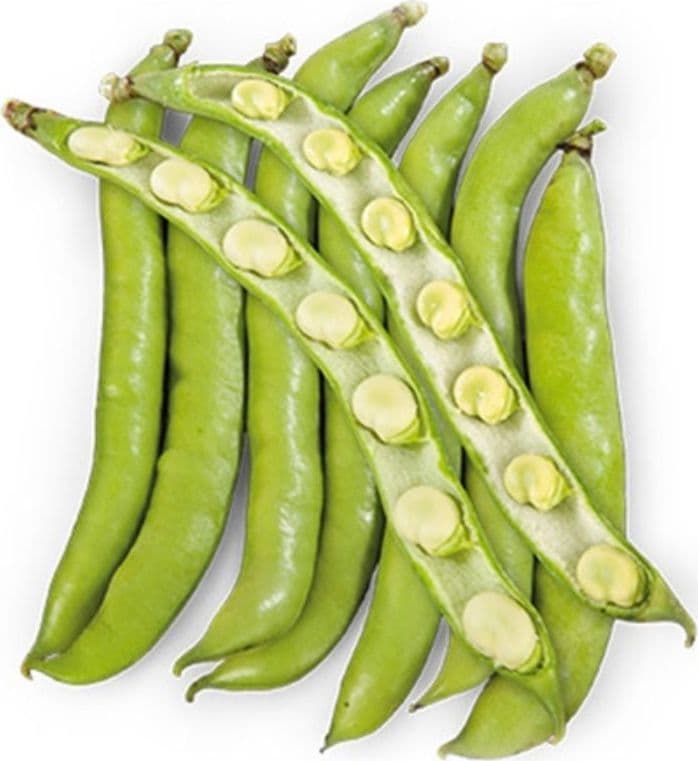 Fava Claro De Luna Kg.1 Semi Fito in Vegetali Taliachicce.it - Milazzo, commercioVirtuoso.it