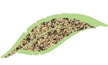 Canarini Kg.4 in Mangime Taliachicce.it - Milazzo, commercioVirtuoso.it
