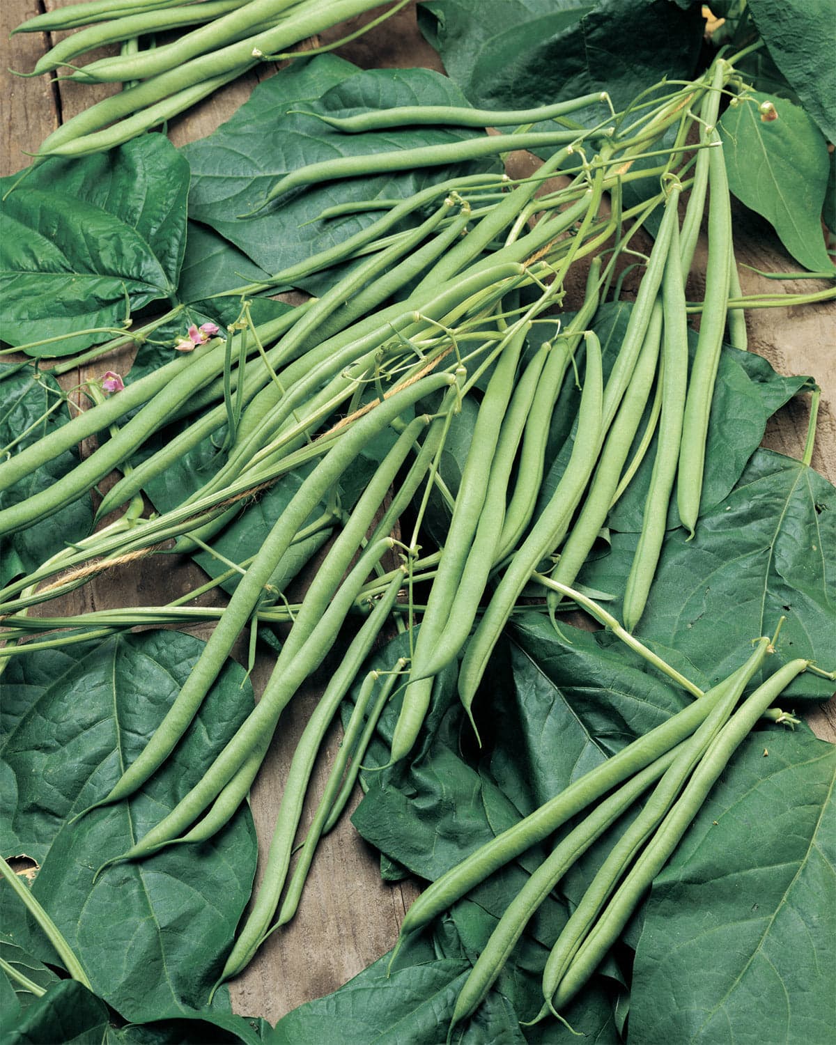 Fagiolo Rampicante Cobra Semi 1000 Varietà Mangiatutto Olter in Vegetali Taliachicce.it - Milazzo, commercioVirtuoso.it