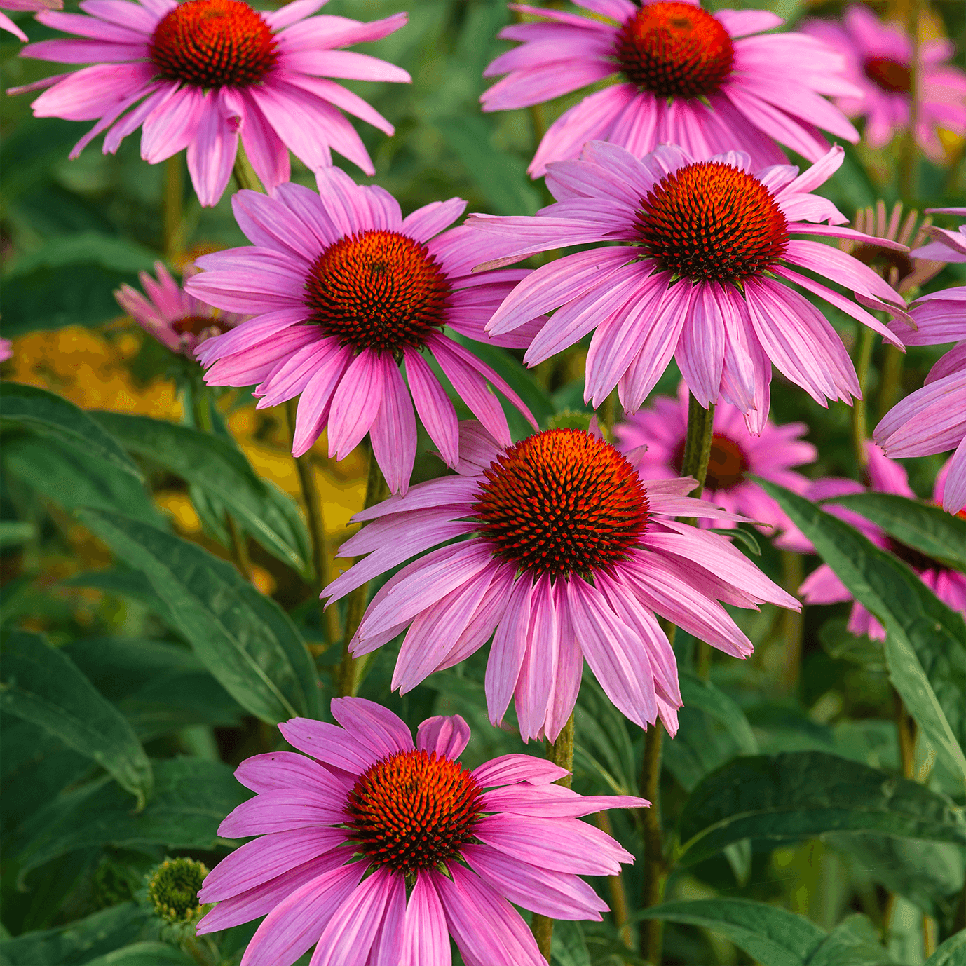 Echinacea Purpurea biologica, 90 capsule in Echinacea Sant’Egle Shop Biologico - Sorano, commercioVirtuoso.it