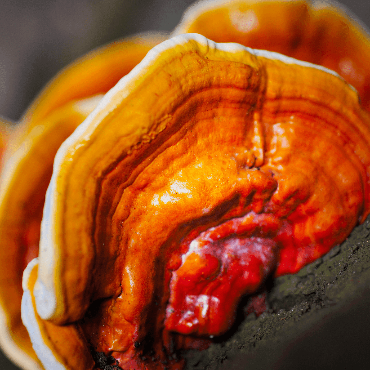 Reishi - Ganoderma Lucidum - Ling Zhi biologico, 90 capsule in Funghi Sant’Egle Shop Biologico - Sorano, commercioVirtuoso.it