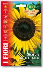 Girasole Alto Giallo Semi Royal Seeds