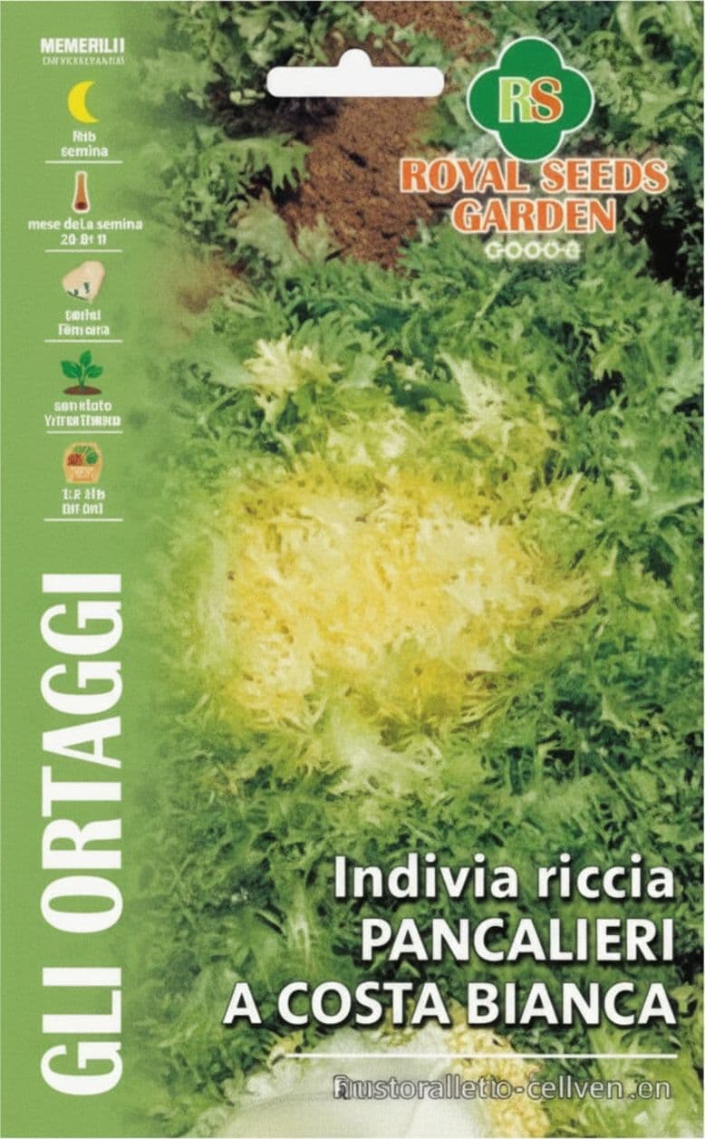 Indivia Riccia Pancalieri A Costa Bianca Semi Royal Seeds