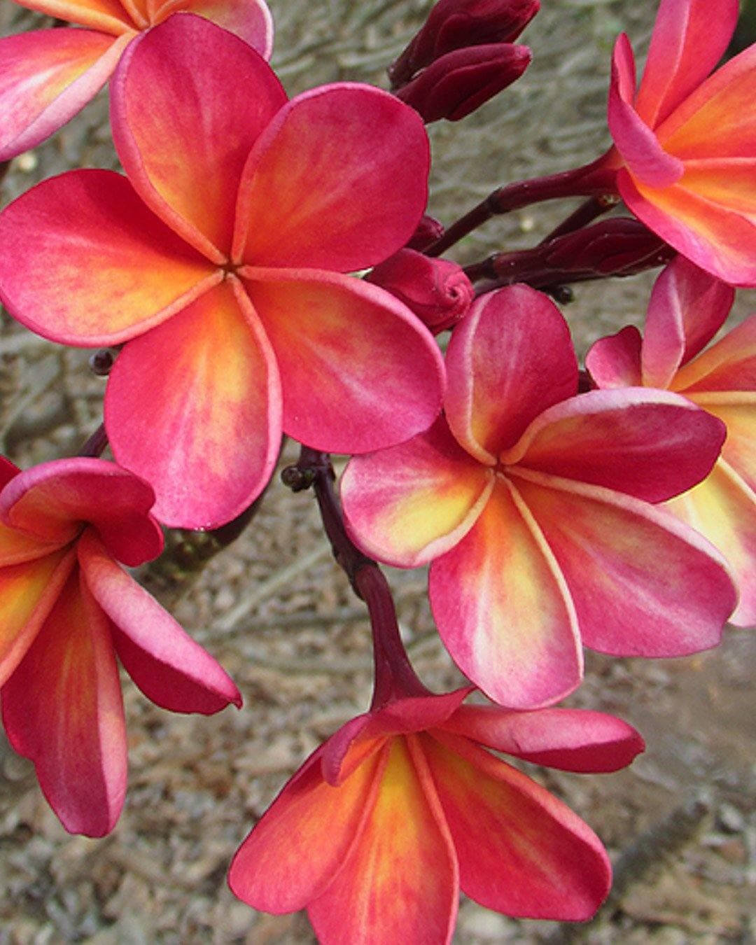 Plumeria "Menagerie" arancione-rosa (Frangipani, Pomelia) Pianta da Fiore Tropicale in Vaso Giardino e giardinaggio/Giardinaggio/Piante da esterno/Fiori Maxbest Plants - Messina, Commerciovirtuoso.it