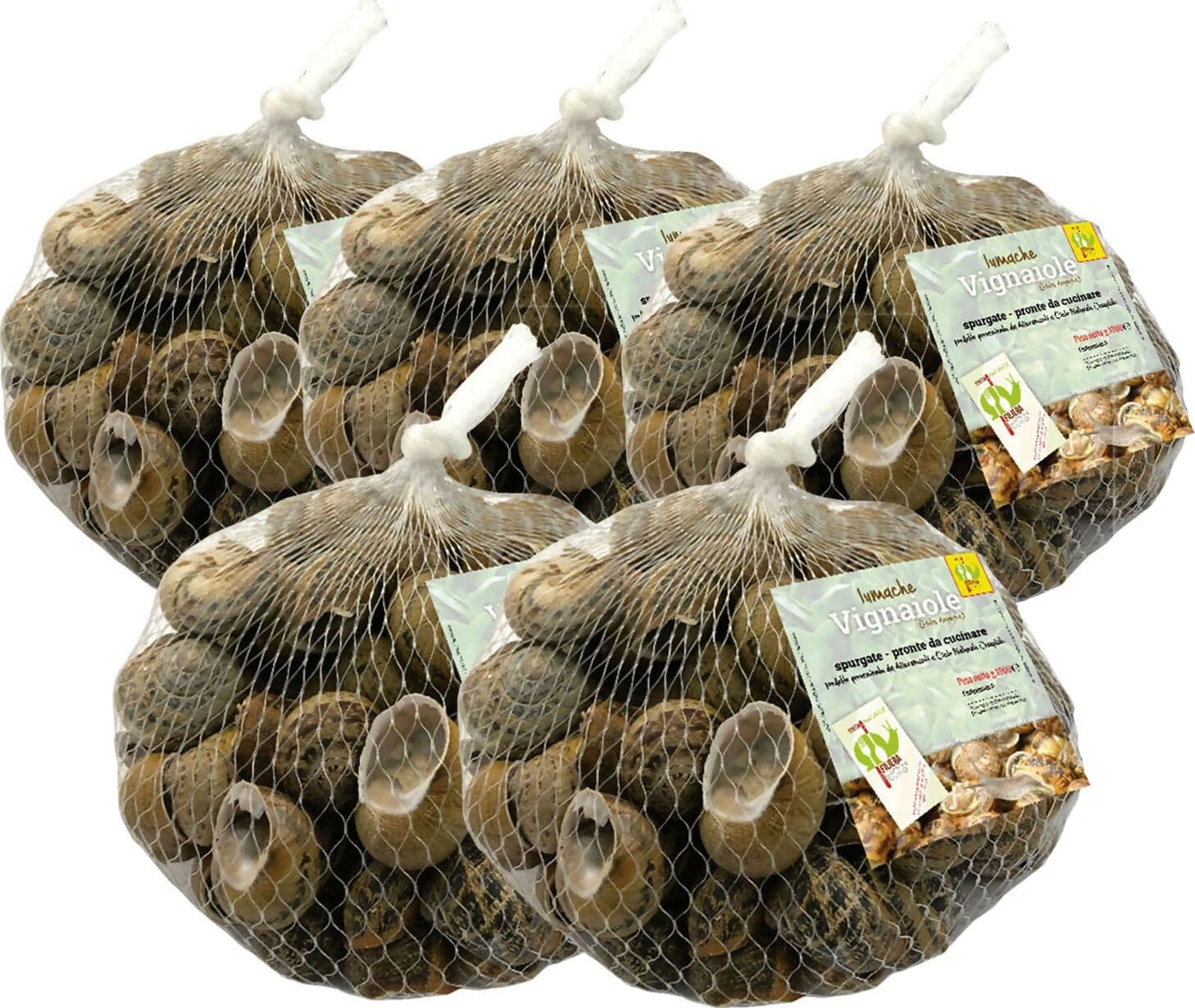 Lumache Vignaiole Italiane da Gastronomia HELIX ASPERSA Spurgate Pronte da Cucinare 100% Italiane in Lumache Coclè - Piana di Monte Verna, commercioVirtuoso.it