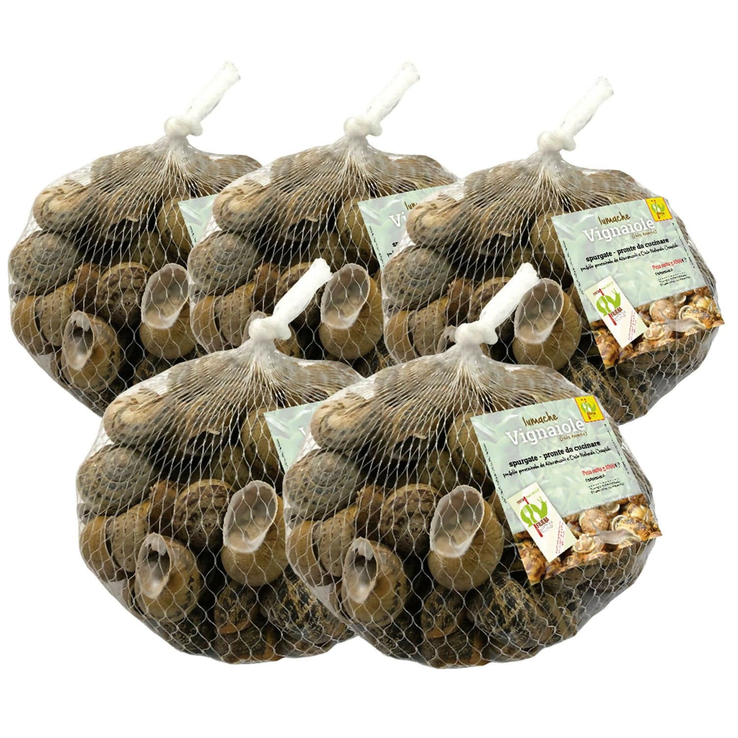 Lumache Vignaiole Italiane da Gastronomia HELIX ASPERSA Spurgate Pronte da Cucinare 100% Italiane in Lumache Coclè - Piana di Monte Verna, commercioVirtuoso.it