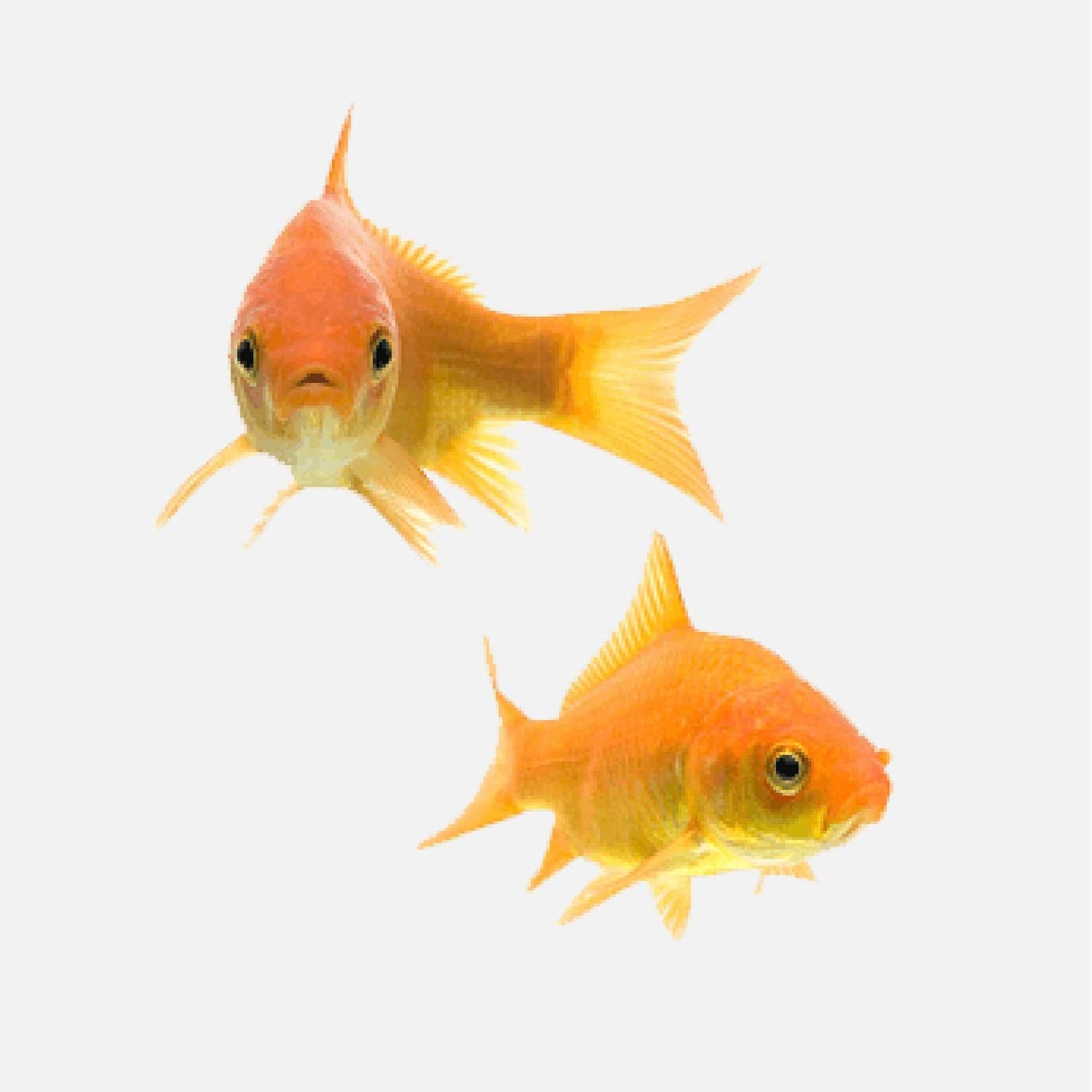 Prodotti per Pesci e Animali d'Acqua