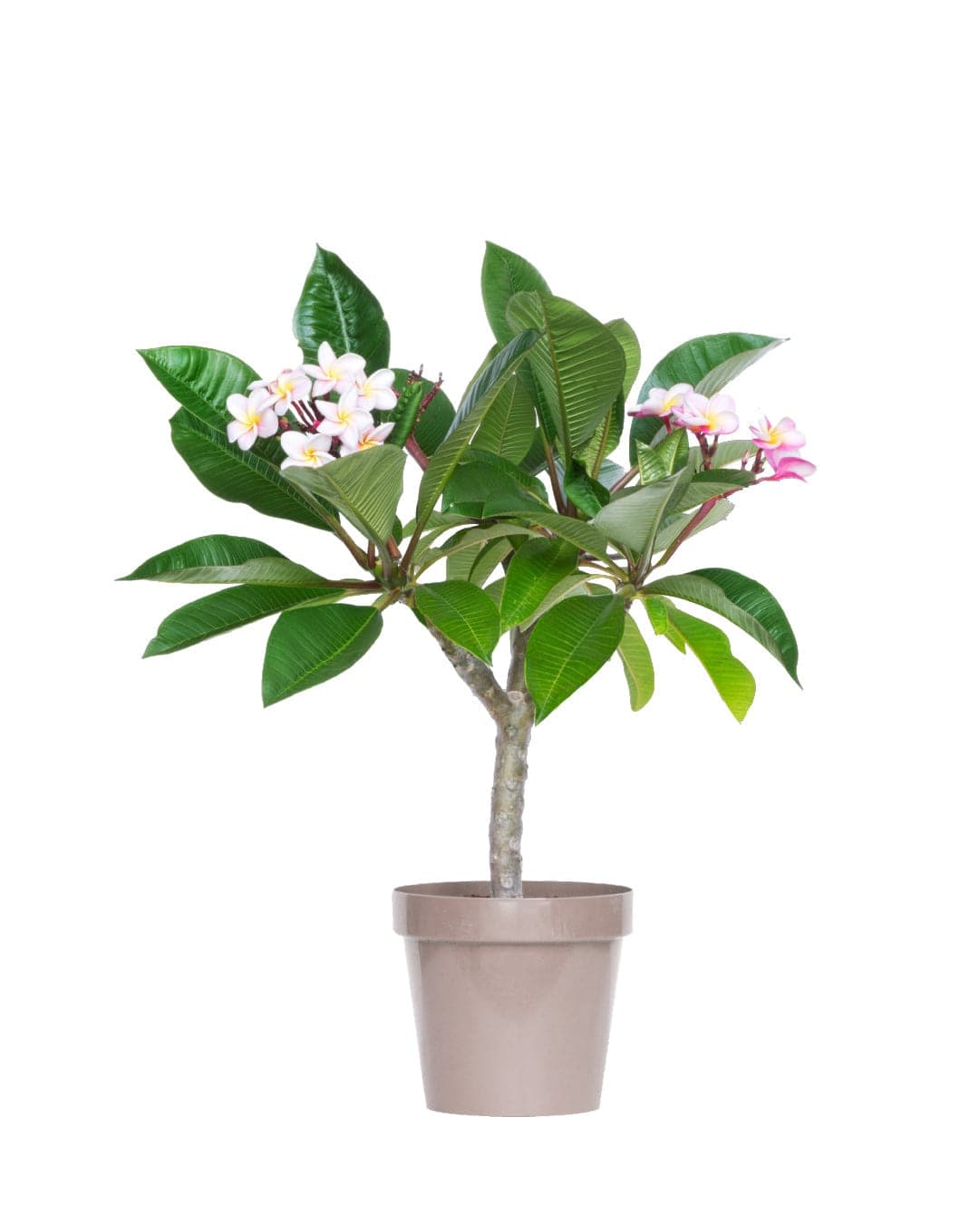 Plumeria "Mini White" gialla-bianca (Frangipani, Pomelia) in Fiori Maxbest Plants - Messina, commercioVirtuoso.it