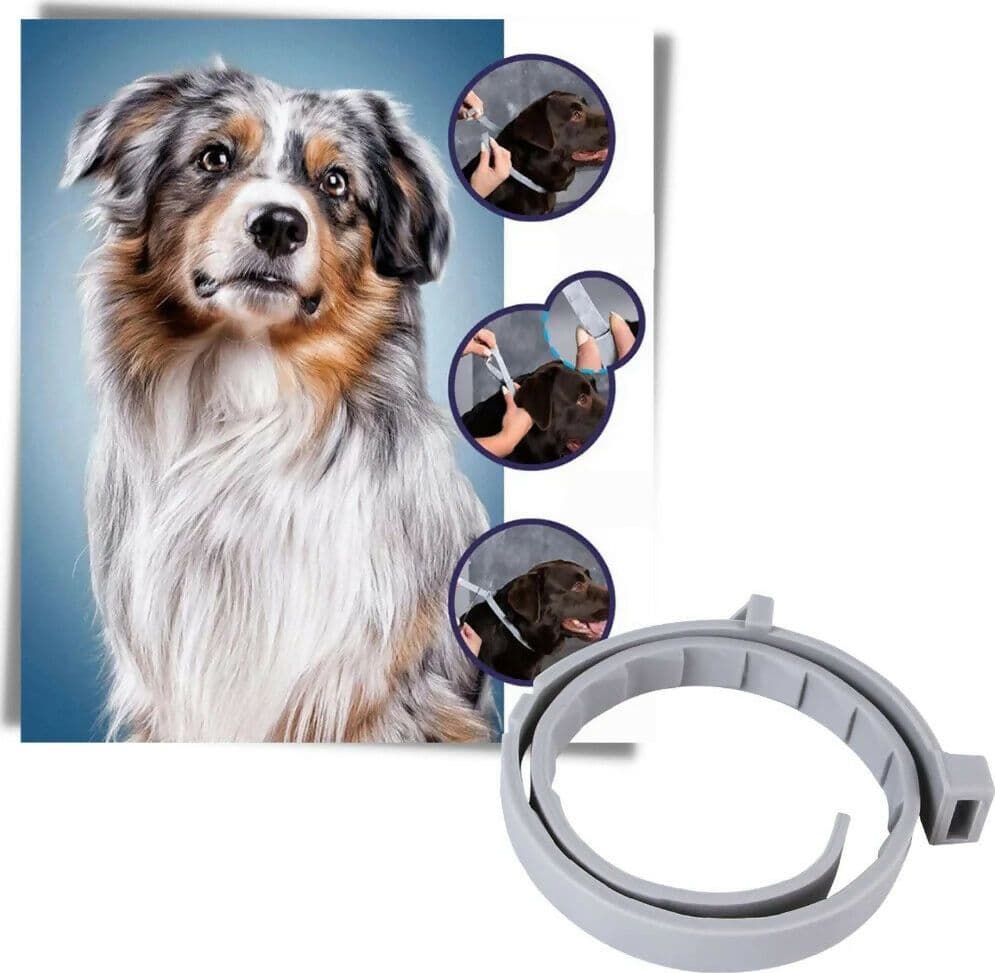Offerta 2x Collare Seresto Bayer Cani Piccoli <8kg Antiparassitario Pulci Zecche Buste Sigillate (No Latta) in Pendenti per collare Solgeny - Besate, commercioVirtuoso.it
