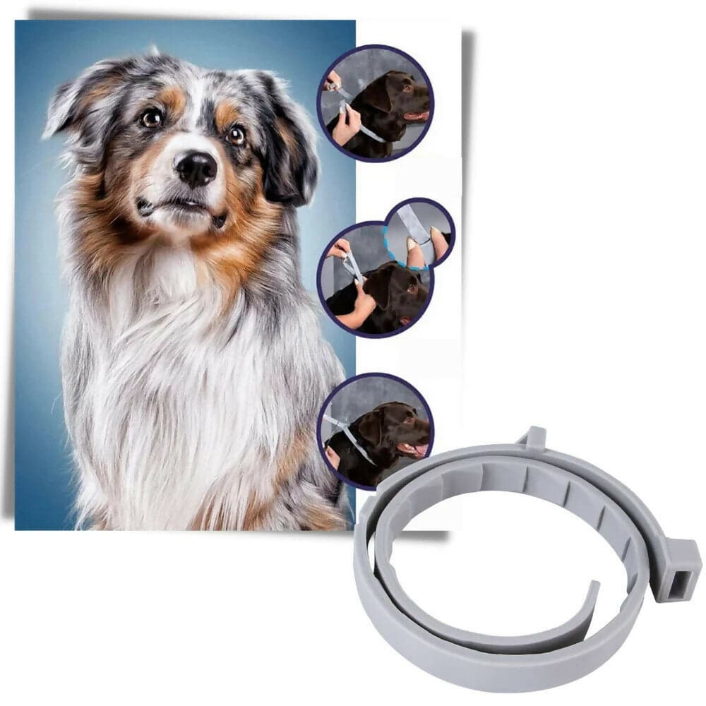 Offerta 2x Collare Seresto Bayer Cani Piccoli <8kg Antiparassitario Pulci Zecche Buste Sigillate (No Latta) in Pendenti per collare Solgeny - Besate, commercioVirtuoso.it