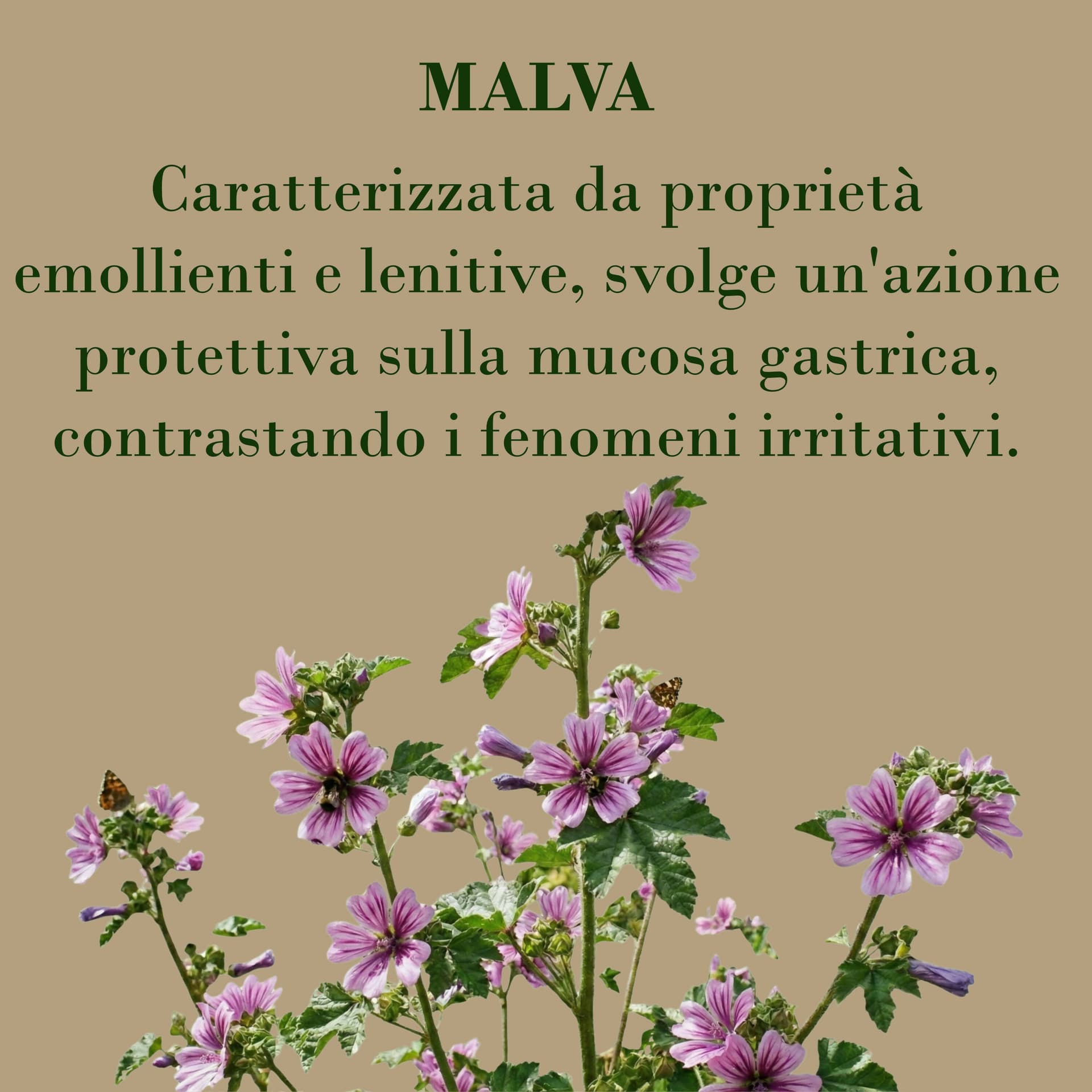 Gastronelle Integratore Alimentare per Gastrite e Reflusso - 60 Gommose Gusto Limone con Malva e Avena - Azione e Protettiva della Mucosa Gastrica in L-arginina BasketGuru Italia - Palermo, commercioVirtuoso.it