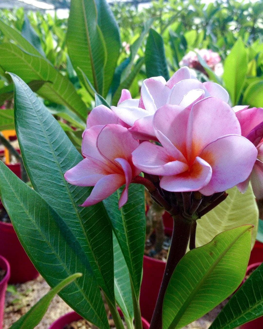 Plumeria "Rhapsody" arancione-rosa (Frangipani, Pomelia) Pianta da Fiore Tropicale in Vaso Giardino e giardinaggio/Giardinaggio/Piante da esterno/Fiori Maxbest Plants - Messina, Commerciovirtuoso.it
