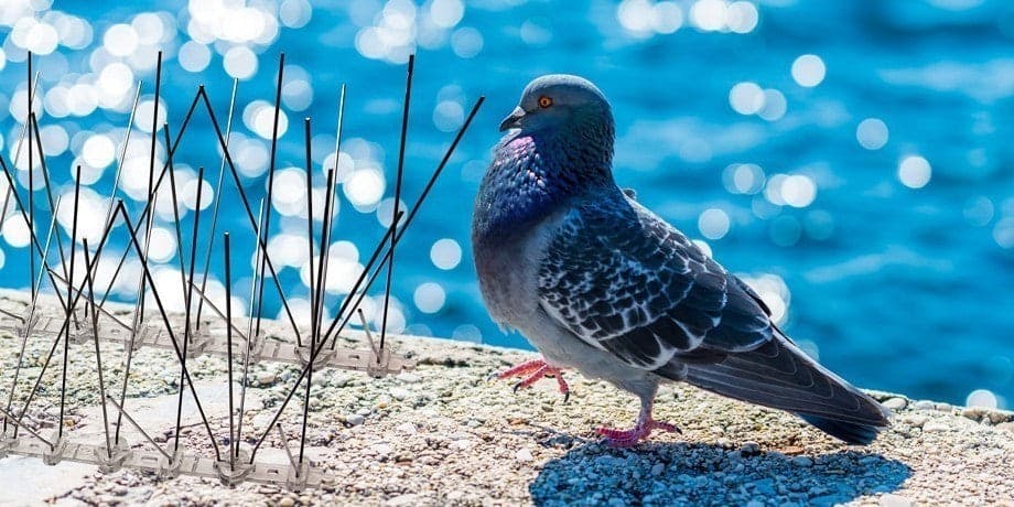 Dissuasore per Piccioni e Uccelli in acciaio inox con base in Policarbonato da muro in Protezione da animali domestici e selvativi La Zappa - Altamura, commercioVirtuoso.it