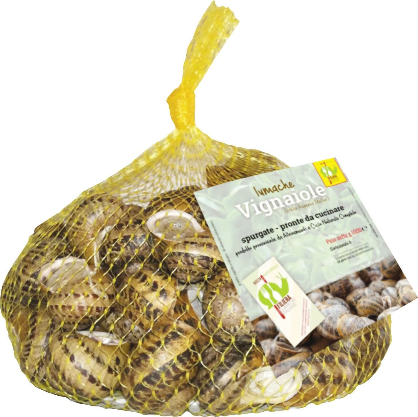 Lumache Vignaiole Grandi HELIX ASPERSA MULLER Spurgate Pronte da Cucinare 100% Italiane