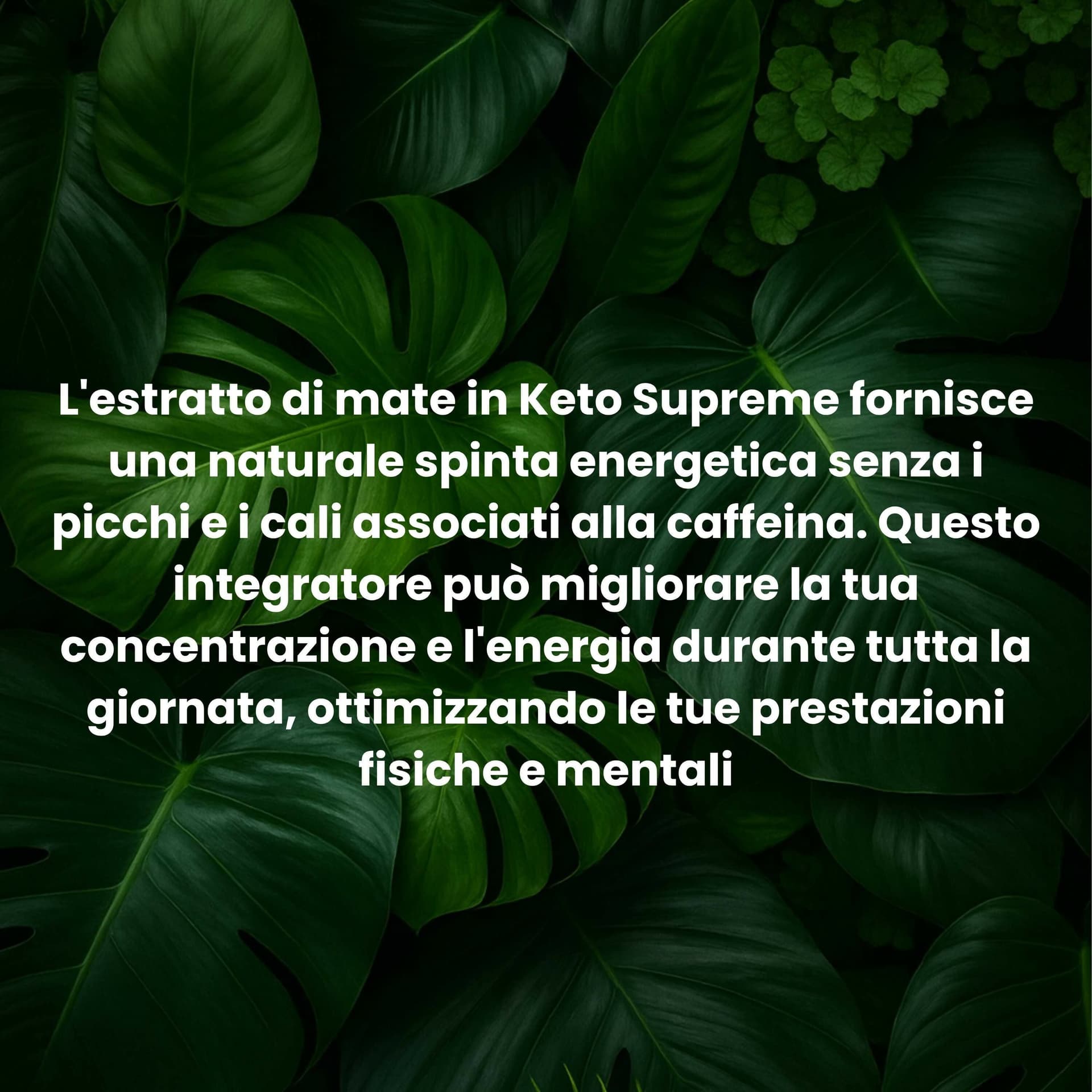 Keto Supreme - Integratore Naturale Dimagrante con Griffonia, Mate e Fieno Greco | Brucia Grassi e Controllo dell'Appetito | 30 Compresse in Bruciatori di grasso BasketGuru Italia - Palermo, commercioVirtuoso.it