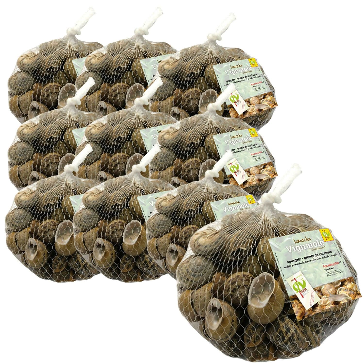 Lumache Vignaiole Italiane da Gastronomia HELIX ASPERSA Spurgate Pronte da Cucinare 100% Italiane in Lumache Coclè - Piana di Monte Verna, commercioVirtuoso.it