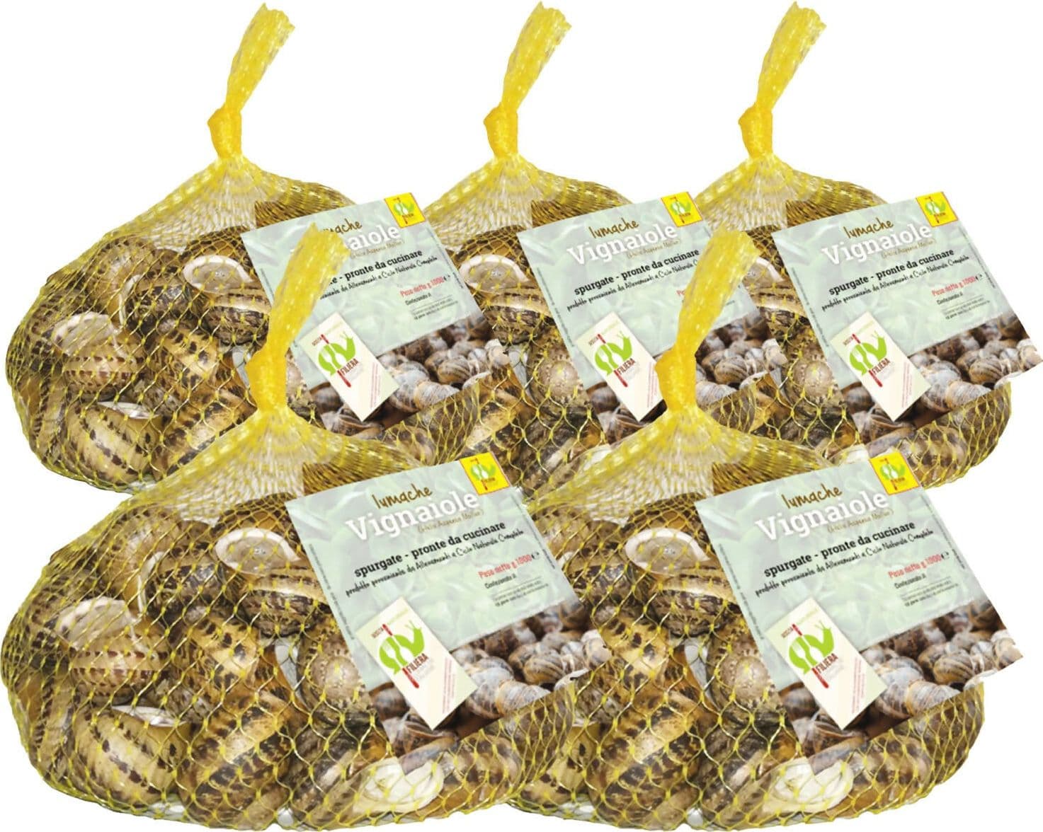 Lumache Vignaiole Grandi HELIX ASPERSA MULLER Spurgate Pronte da Cucinare 100% Italiane in Lumache Coclè - Piana di Monte Verna, commercioVirtuoso.it