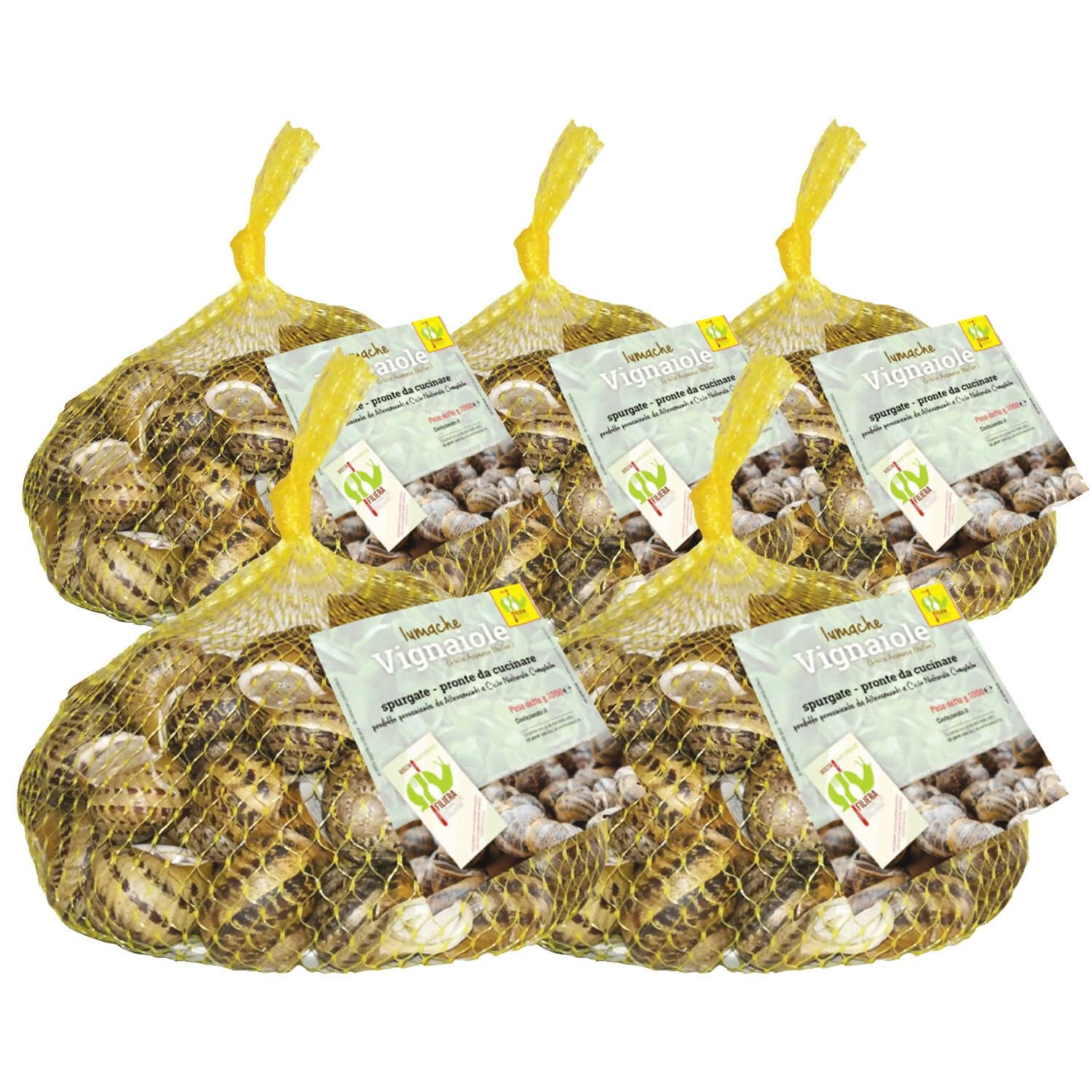 Lumache Vignaiole Grandi HELIX ASPERSA MULLER Spurgate Pronte da Cucinare 100% Italiane in Lumache Coclè - Piana di Monte Verna, commercioVirtuoso.it