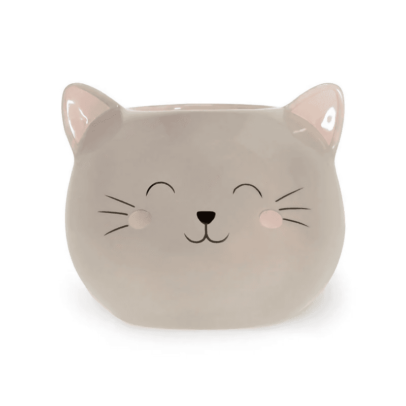 gatto