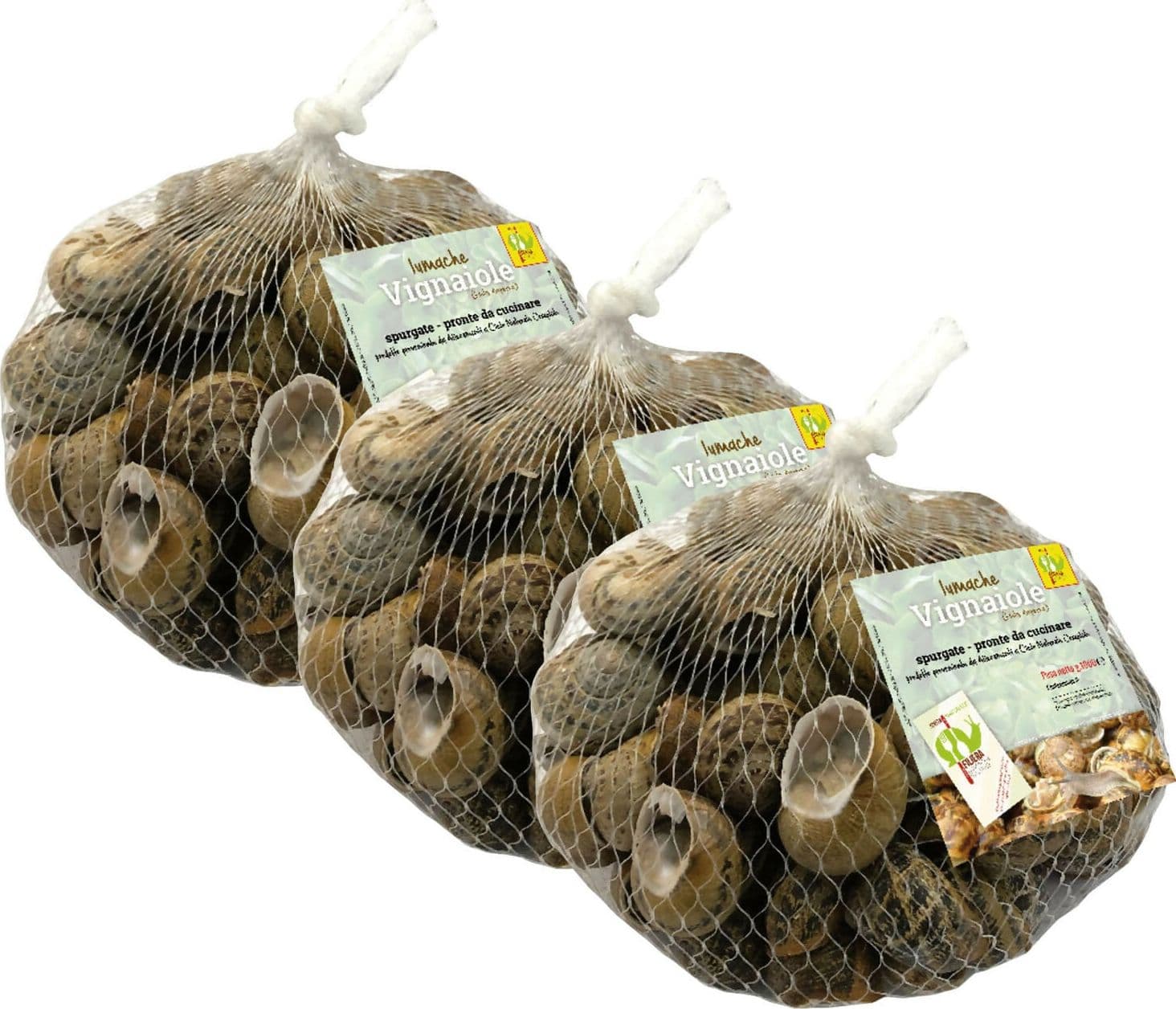 Lumache Vignaiole Italiane da Gastronomia HELIX ASPERSA Spurgate Pronte da Cucinare 100% Italiane in Lumache Coclè - Piana di Monte Verna, commercioVirtuoso.it