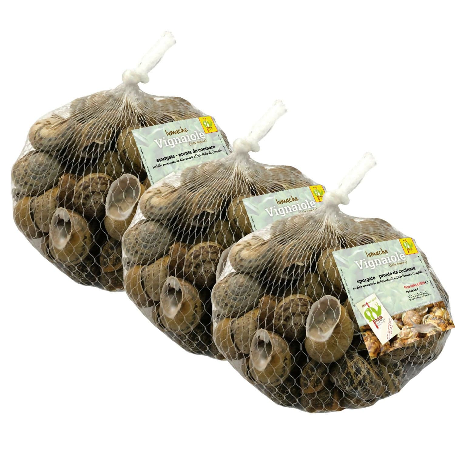 Lumache Vignaiole Italiane da Gastronomia HELIX ASPERSA Spurgate Pronte da Cucinare 100% Italiane in Lumache Coclè - Piana di Monte Verna, commercioVirtuoso.it