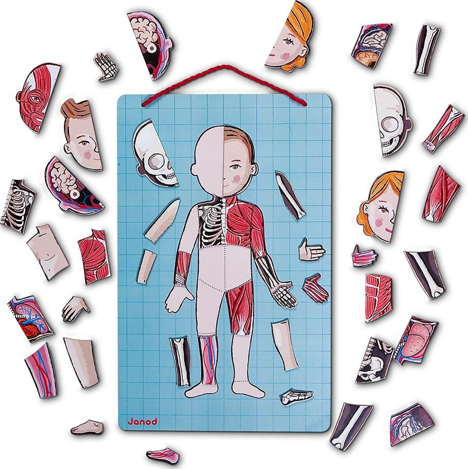 Gioco Educativo Janod Bodymagnet 12 lingue in Giocattoli La Casa Del Bebè - Napoli, commercioVirtuoso.it