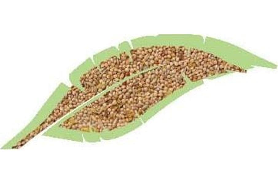 Cocorite Mix Kg.1 in Mangime Taliachicce.it - Milazzo, commercioVirtuoso.it